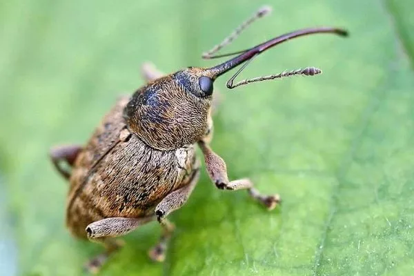 яблонный цветоед