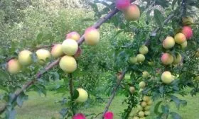 яблоня Аркадик карликовая