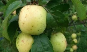 яблоня Аркадик летний жёлтый