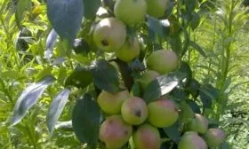 яблоня Аркадик колоновидный