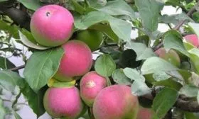 яблоня Аркадик розовый