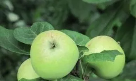 яблоня Аркадик сахарный