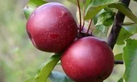 яблоня Байя Мариса