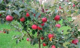 яблоня Белорусское сладкое деревце