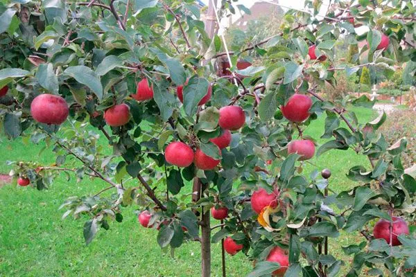 яблоня Белорусское сладкое деревце
