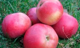 яблоня Белорусское сладкое созревание