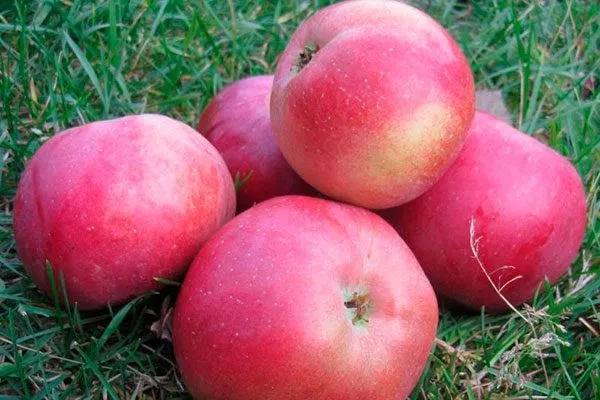 яблоня Белорусское сладкое созревание