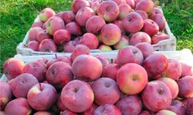 яблоня Белорусское сладкое урожай и зранение