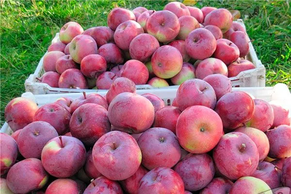 яблоня Белорусское сладкое урожай и зранение