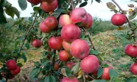 яблоня Белорусское сладкое урожайность