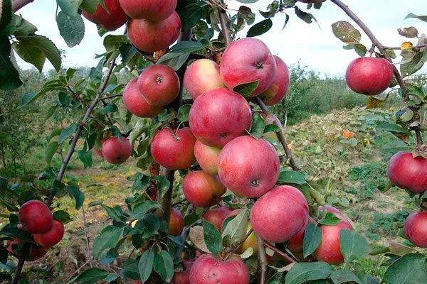 яблоня Белорусское сладкое урожайность