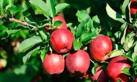 яблоня Белорусское сладкое яблоки