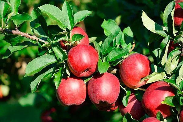 яблоня Белорусское сладкое яблоки
