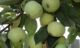 яблоня Белый налив