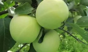 яблоня Белый налив