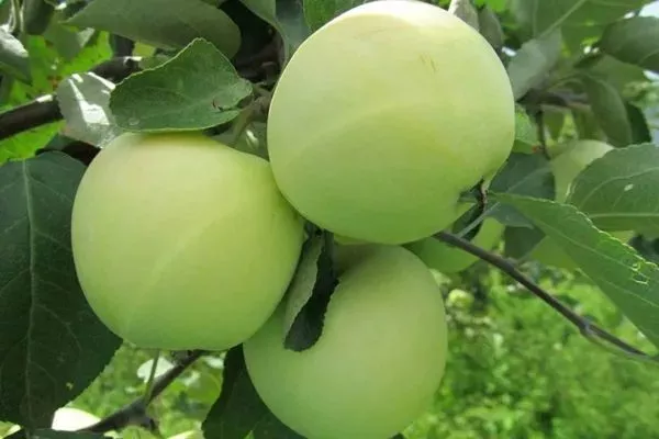 яблоня Белый налив