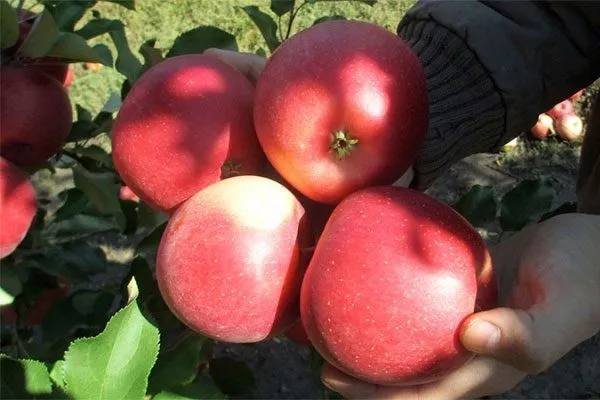 яблоня Чемпион 1