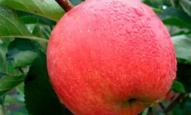 яблоня Чемпион Арно