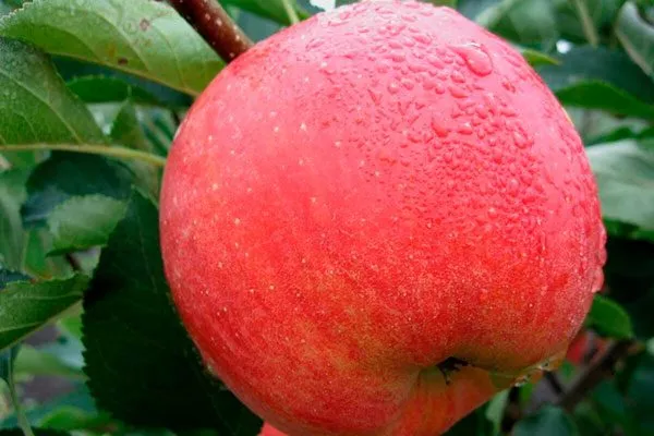 яблоня Чемпион Арно