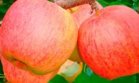 яблоня Чемпион плоды