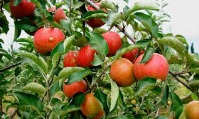 яблоня Чемпион плоды на ветке