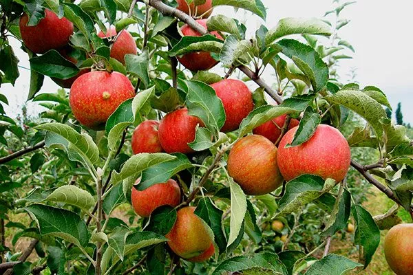 яблоня Чемпион плоды на ветке