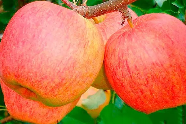 яблоня Чемпион плоды