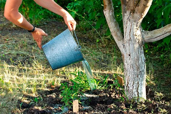 яблоня Чемпион полив