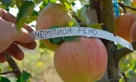 яблоня Чемпион рено