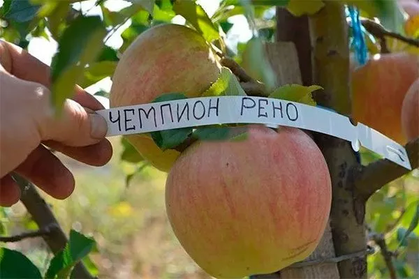 яблоня Чемпион рено