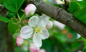 яблоня Чемпион цвет