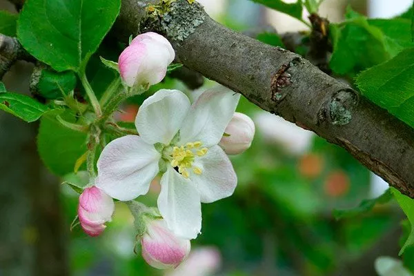яблоня Чемпион цвет