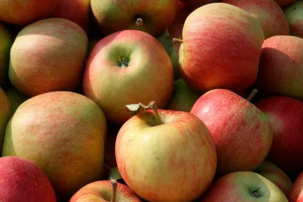 яблоня Чемпион урожай