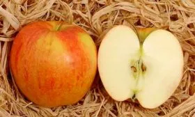 яблоня Чемпион вкус