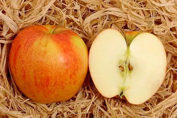яблоня Чемпион вкус