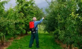 яблоня Чемпион внекорневая подкормка