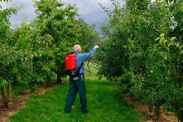 яблоня Чемпион внекорневая подкормка