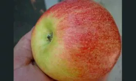 яблоня Чемпион яблоко