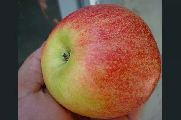 яблоня Чемпион яблоко