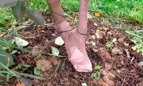 яблоня Чемпион защита от грызунов