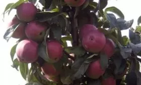 яблоня Червонец