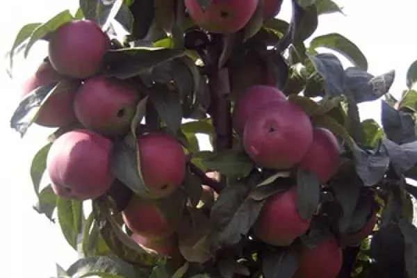 яблоня Червонец