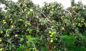 Яблоня Чудное дерево