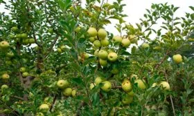 Яблоня Чудное дерево вид