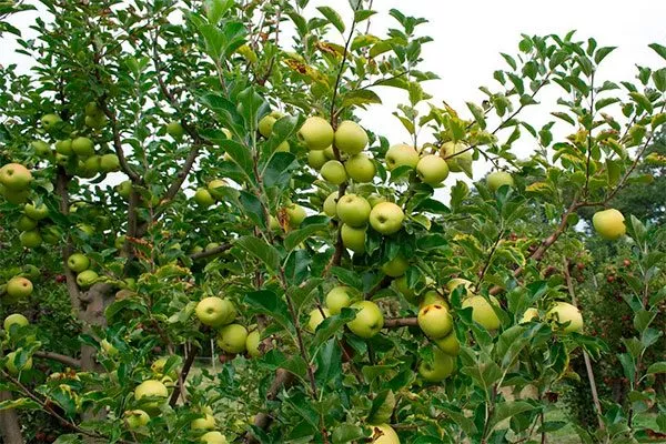 Яблоня Чудное дерево вид