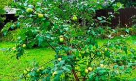 Яблоня Чудное карликовое дерево