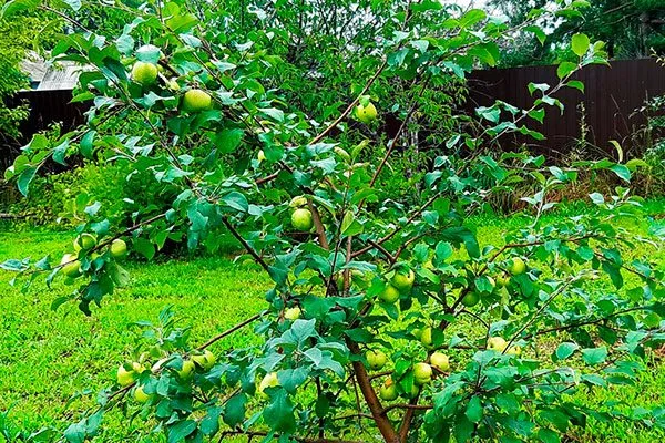 Яблоня Чудное карликовое дерево