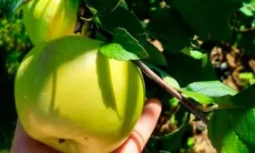 Яблоня Чудное плоды размер