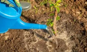 Яблоня Чудное полив