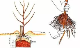 Яблоня Чудное посадка саженца